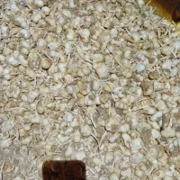 سیر