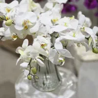 ارکیده شاخه بریده