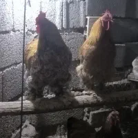 خروس برهما