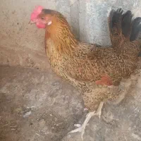 مرغ محلی تخمگذار