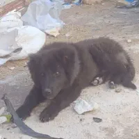 واگذاری توله قدرجونی اصیل