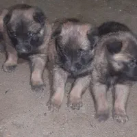 توله مالینیوز اصل وارداتی