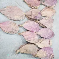 برگ کاتاپا،انواع غذای ماهی،ضد عفونی کننده،بلک واتر