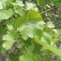 برگ دلمه انگور دیوانه