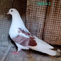 کبوتر جوجه