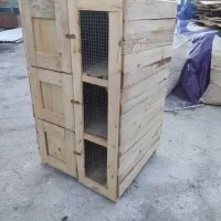 مرغ کفتر  کبوتر
