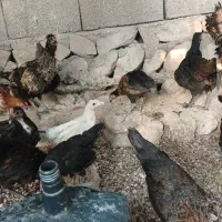 مرغ