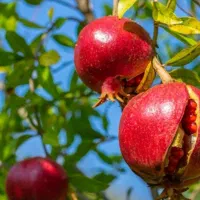 افزایش چشمگیر کیفیت و تناژ انار (بدون ترک خوردگی )