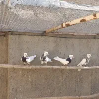 طوقی|پرنده|شراء, |دیوار