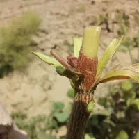 پیوند درختان پسته، تهران و اطراف تهران