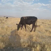 گوساله نر