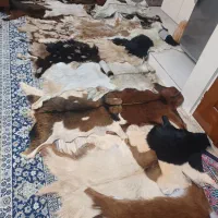 پوست بُز
