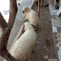 گوسفند