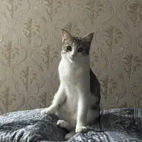 گربه گمشده شهرصنعتی