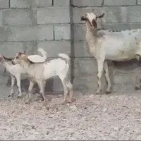 بز دو کهره