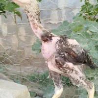 ۲عد جوجه اصل