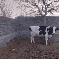 گاو‌با گوساله‌