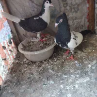 کبوتر