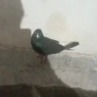 دوعددکبوتر هواکیریک نمره