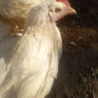 جوجه دوماهه