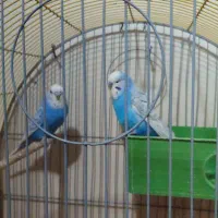 جفت مرغ عشق انگلیسی گرید b
