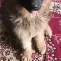 سگ ژرمن