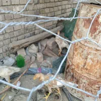 مرغ لاری نسل دار