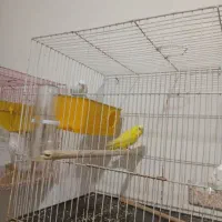 دوجفت مرغ عشق سالم