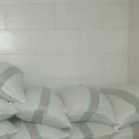 برنج چلتیک   طارم هاشمی چرام