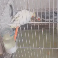 یک جفت عروس هلندی نروماده