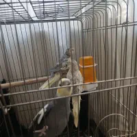 عروس هلندی سه تا