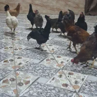 مرغ وخروس