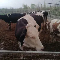 شیر کره دوغ محصول دامداری خودمان