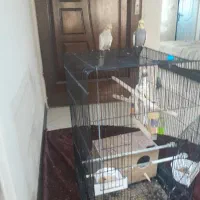 عروس هلندی یک جفت