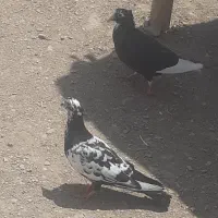 کبوتر