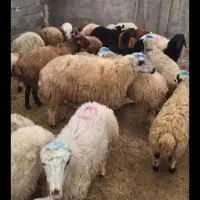 گوسفند زنده افشار. بیجاغ. مغان.