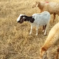 بز شیری