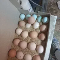 تخم‌مرغ خوراکی و نطفه‌دار تازه