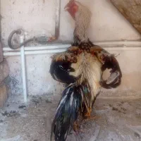 خروس لاری