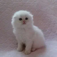 بچه گربه های سفید