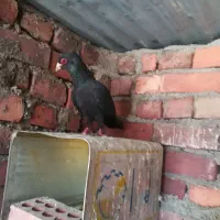 نرماده کلاغ