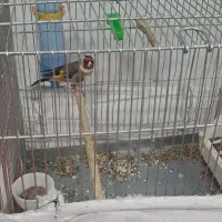 سره نر  قیمت 40000 تومان