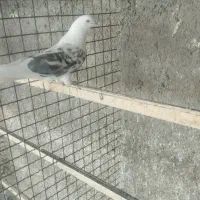 کفتر|پرنده|زارچ, |دیوار