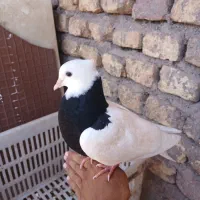 طوقی سیاه واکسی کاملا دستی