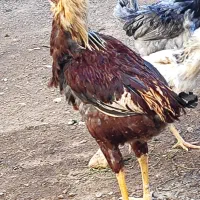 3 عدد خروس