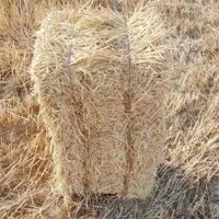 فروش بسته بندی گندم
