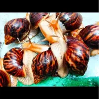 حلزون مارژیناتا کلکسیونی با اشانتیون