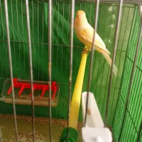 قناری‌نر‌وماده‌اماده‌‌با‌کلیه‌لوازم‌وقفس