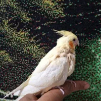 عروس هلندی