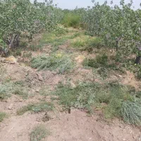 کار در صحرا علف زدن با علفزن پذیرفته میشود